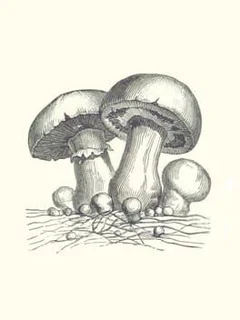 Acephalus