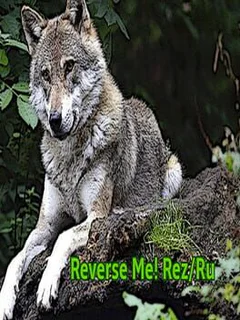 Reverse Me! Rez/Ru
