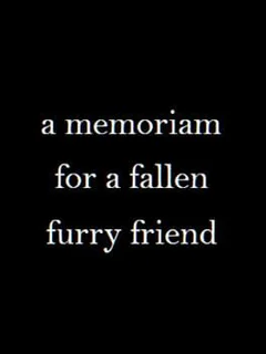 A Memoriam to a Fallen Furry Friend
