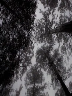 Scattered Ashes