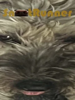 Snoot Runner
