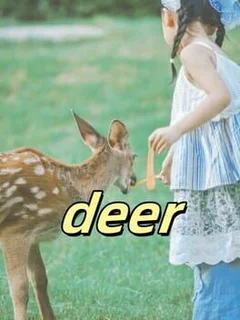 Deer