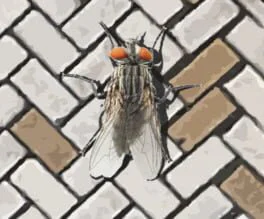 A Fly in the Array