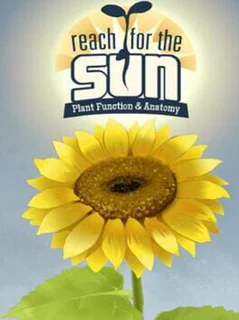 Reach for the Sun